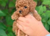 TOY POODLE YAVRULAR